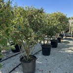 Červienka Fraserova (Photinia x fraseri) ´MCLARLOU LOUISE´ - výška 140-170 cm, kont. C50L - VIACKMENNÁ